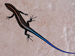 Blue-tailed Skink 1