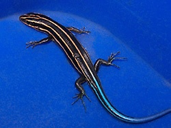 Blue-tailed Skink 2